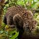 Illustration for article titled Caturday - Leopardus guigna Edition